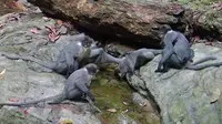 Lutung Kutai: Terancam Punah, Tapi Belum Diakui Negara