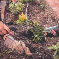 Ilustrasi tanaman. Sumber foto: unsplash.com/NeonBrand.