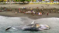 Gambar udara yang menunjukkan penduduk desa melihat paus sperma mati (Physeter Macrocephalus) yang terdampar di Pantai Yeh Malet, Klungkung, Bali pada 5 April 2023. (DICKY BISINGLASI/AFP)