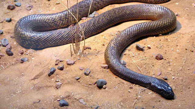 Ular Inland Taipan yang berbisa.