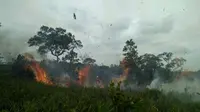 Kebakaran hutan dan lahan sempat mengancam Suaka Margasatwa (SM) Lamandau di Kabupaten Kotawaringin Barat, Kalimantan Tengah. (Foto: BKSDA Kalteng/Liputan6.com/Rajana K)