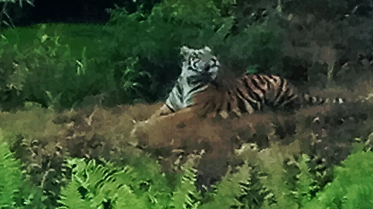 Kerap Terlihat, Kenapa Harimau Baru Serang Manusia Sekarang?