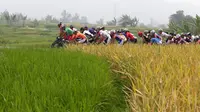 Para pebalap melewati persawahan di Padang Panjang dalam Etape 9 Tour de Singkarak 2015 dari Padang Panjang menuju Padang, Sumatra Barat, Minggu (11/10/2015). (Bola.com/Arief Bagus)