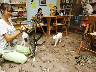 Seorang wanita bermain dengan kucing di 'Kis-Kis' Cat Cafe di Kota Krasnoyarsk, Siberia, Rusia, (6/7/2015). Sekelompok pecinta hewan menjadikan tempat ini sebagai penampungan puluhan kucing yang dikombinasikan dengan kafe. (REUTERS/Ilya Naymushin)