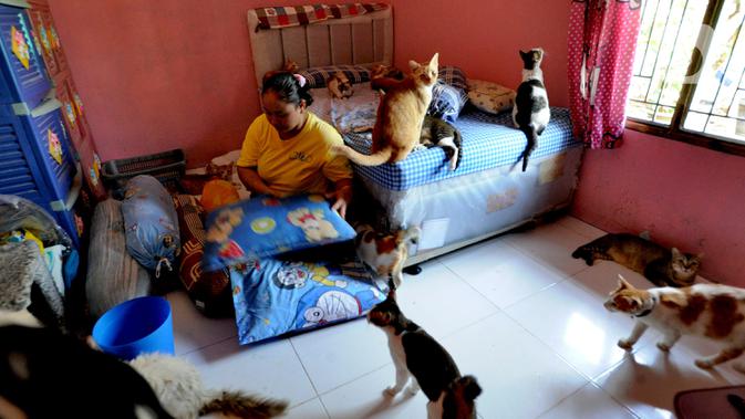 Dita merasa kasihan dan berpikir siapa lagi yang akan merawat kucing-kucing tersebut selain dirinya. Selanjutnya kucing-kucing lokal dipelihara di rumah dan berkembang menjadi tiga puluh ekor. Namun, seiring berjalannya waktu, keluarganya mendapat protes dari para tetangga. (merdeka.com/Arie Basuki)