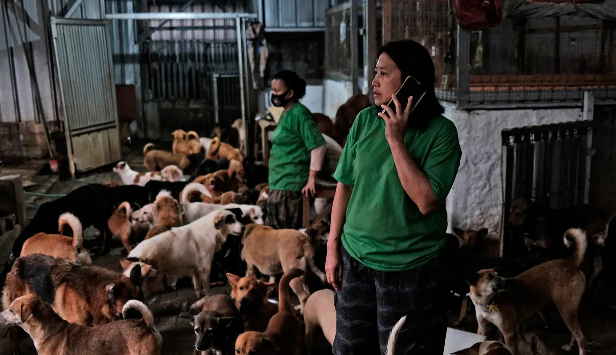 Susana Somali berbicara di telepon genggamnya di antara anjing-anjing di Pejaten Shelter, Jakarta, Kamis, (2/7/2020). Banyak pemilik anjing menyerahkan hewan peliharaan mereka karena kesulitan ekonomi yang mereka hadapi karena pandemi. (AP Photo/Dita Alangkara)