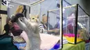 Seekor kucing bermain dengan mainan di pameran kucing "Cat Salon-September 2020" yang digelar di Taman Sokolniki di Moskow, Rusia (19/9/2020). (Xinhua/Alexander Zemlianichenko Jr)
