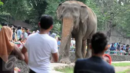 Warga melihat gajah di Kebun Binatang Ragunan, Jakarta, Minggu (27/12/2015). Ragunan masih menjadi tempat favorit untuk rekreasi bagi warga ibukota dan sekitarnya. (Liputan6.com/Helmi Afandi)