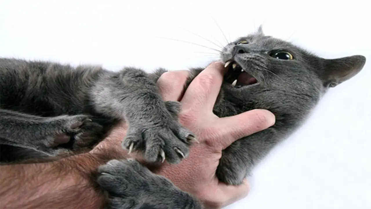 Waspada, Bahaya di Balik Cakaran Kucing