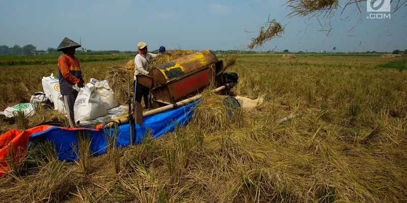 Serangan Hama dan Cuaca Buruk, Hasil Panen Padi Turun di Bekasi