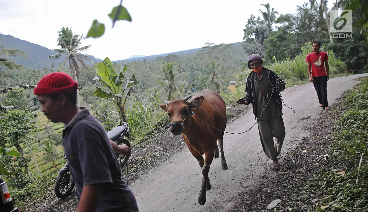 Warga membawa sapi untuk dievakuasi menggunakan mobil bak terbuka di kawasan Karangasem, Bali, Jumat (1/12). Warga terpaksa mengevakuasi hewan ternak dari tempat tinggalnya karena khawatir akan erupsi Gunung Agung. (Liputan6.com/Immanuel Antonius)