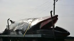 Seekor ikan paus dengan panjang sekitar 8,9 meter dan berat 3,9 ton ditemukan mati terdampar di pinggiran pantai dekat kota Rizhao, provinsi Shandong, China, 30 November 2015. (shanghaiist.com)