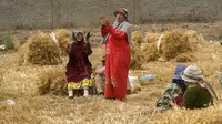 Para petani berteriak merayakan musim panen di sebuah peternakan di provinsi Delta Nil al-Sharqia, Mesir, Rabu (11/5/2022). Ukraina dan Rusia menyumbang sepertiga dari ekspor gandum dan jelai global, yang diandalkan oleh negara-negara di Timur Tengah dan Afrika untuk memberi makan jutaan orang yang hidup dari roti bersubsidi. (AP Photo/Amr Nabil)