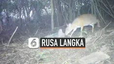 Spesies langka rusa kecil yang disebut “mouse-deer” terlihat di hutan barat laut Vietnam. Ini menjadi yang pertama dalam 30 tahun terakhir. Spesies ini sempat dianggap punah oleh para pakar konservasi.