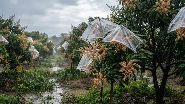 Membuat Tanaman Buah Tetap Berbunga saat Musim Hujan
