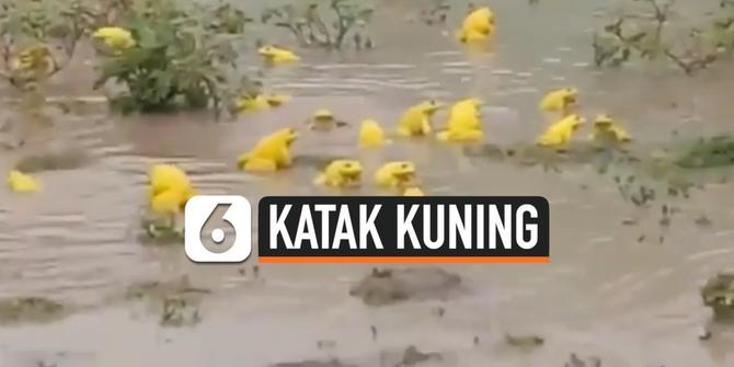 VIDEO: Katak Kuning Langka Muncul di India