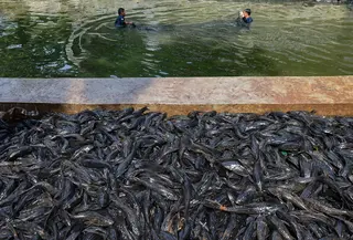 Petugas Penanganan Prasarana dan Sarana Umum (PPSU) mengangkat jaring berisi ikan sapu-sapu di kawasan Setu Babakan, Jakarta Selatan, Jumat (17/4/2026). Operasi penangkapan ikan sapu-sapu dilakukan serentak di lima wilayah DKI Jakarta. (merdeka.com/Arie Basuki)
