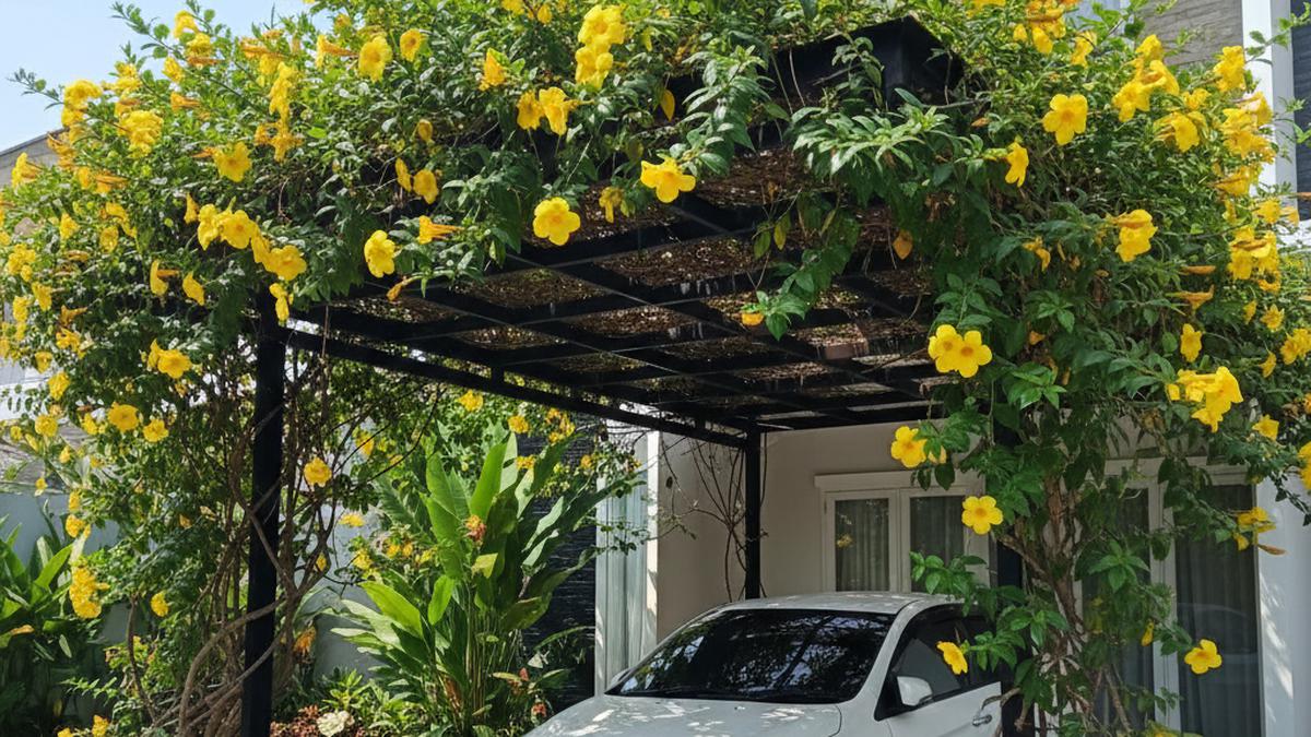 8 Ide Tanaman Rambat untuk Carport: Solusi Peneduh Alami Rumah Tropis