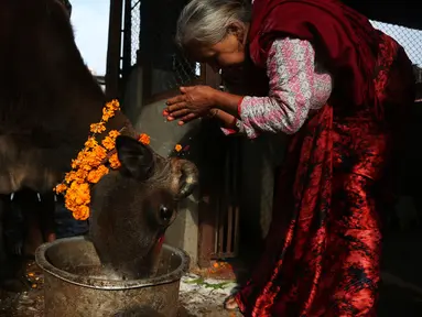 Umat Hindu Nepal melakukan ritual pemujaan kepada seekor sapi selama festival Tihar di Kathmandu, 28 Oktober 2019. Sapi dianggap suci oleh umat Hindu dan disembah selama festival Tihar, salah satu festival paling penting yang dipersembahkan untuk Dewi kekayaan Laxmi. (AP/Niranjan Shrestha)