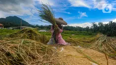 Petani merontokkan padi jenis baligo di sawahnya kawasan Sukamakmur, Bogor, Jawa Barat, Sabtu (27/04/2024). (merdeka.com/Arie Basuki)