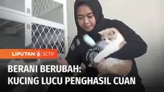 Dari hobi pelihara kucing, Vivi Kartika Sari mampu menghasilkan pundi-pundi rupiah. Awalnya dirinya hanya memiliki tiga kucing british shorthair, berkat keuletannya kini dirinya punya 30 ekor kucing. Siapa sangka harga jualnya tembus puluhan juta rup...