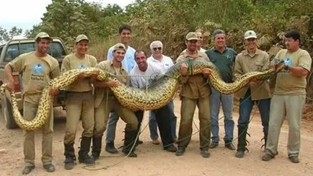 Heboh, Anaconda Raksasa Masuk Pemukiman Gegerkan Warga