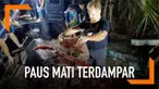 Seekor paus mati terdampar di pesisir pantai Filipina. Para aktivis menemukan sampah plastik sebanyak 40 kg di dalam perut paus tersebut.