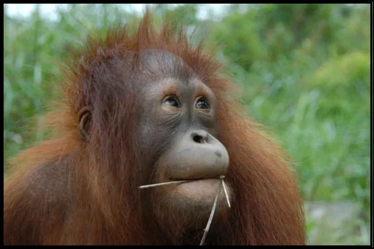 Lepas Dari Dunia Hitam PSK, Pony Orangutan Makin Bahagia