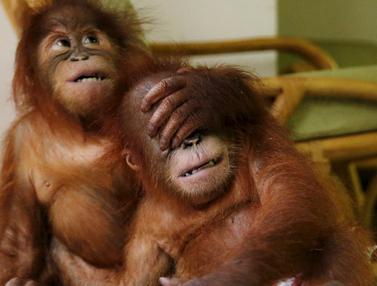 Malaysia Berhasil Selamatkan Kedua Bayi Orangutan Lucu Ini Page 2 Foto Liputan6 Com