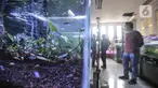 Pengunjung saat melihat koleksi ikan hias di salah satu kios Pasar Ikan Hias Johar Baru, Jakarta Pusat, Senin (30/5/2022). Kementerian Kelautan dan Perikanan (KKP) mencatat ekspor ikan hias Indonesia mengalami peningkatan signifikan pada periode tahun 2017–2021. (merdeka.com/Iqbal S. Nugroho)