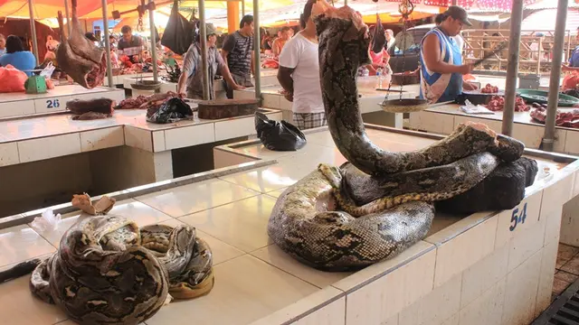 Syarat Supermarket di Manado Bisa Jual Daging Ular Piton