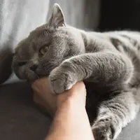 Ilustrasi Mimpi Kucing/https://www.shutterstock.com/Carlos G. Lopez