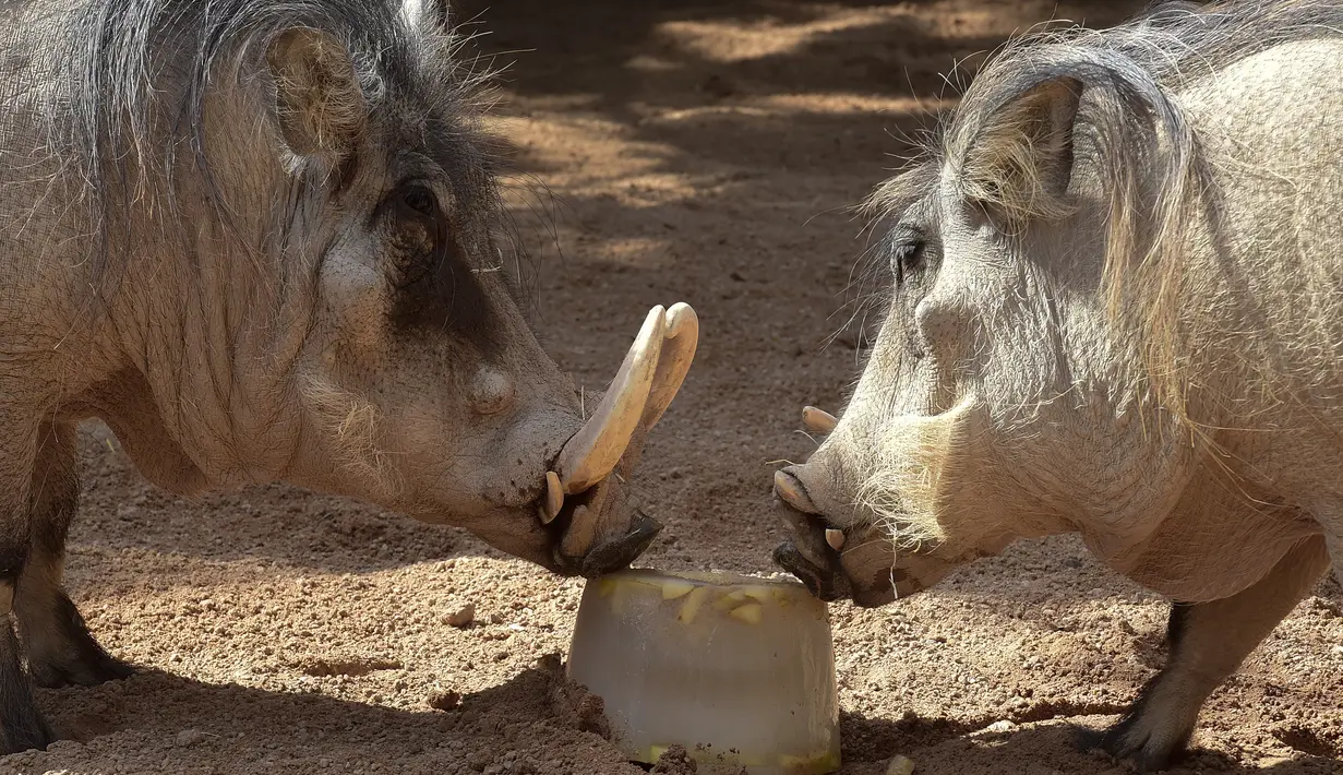 Dua ekor babi mencium buah yang telah dibekukan di kebun binatang Bioparc di Valencia, Italia (23/7). Pemberian makanan beku ini dikarenakan suhu panas yang melanda Itali. (AFP PHOTO / Jose Jordan)