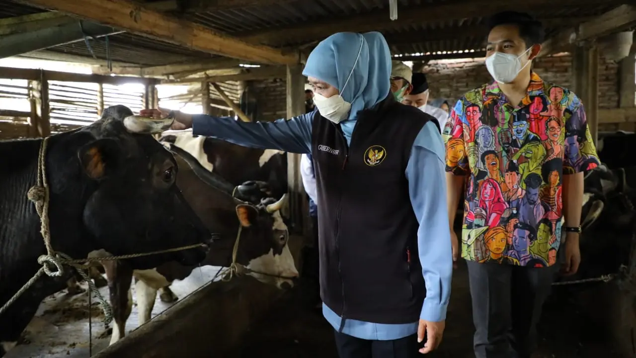 Gubernur Jatim Khofifahs saat meninjau peternakan sapi perah. (Dian Kurniawan/Liputan6.com)