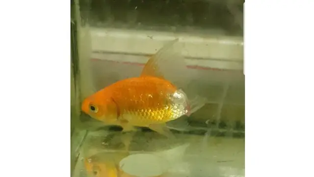 Enggak Disangka, Wanita Ini Berhasil Selamatkan Ikan yang Lagi Sekarat