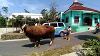Parno (60), seorang petani asal Dusun Semaran, Desa Jurug, Mojosongo, Boyolali, berhasil membesarkan sapi miliknya hingga kini mempunyai bobot 1,2 ton. (Solopos/ Akhmad Ludiyanto)