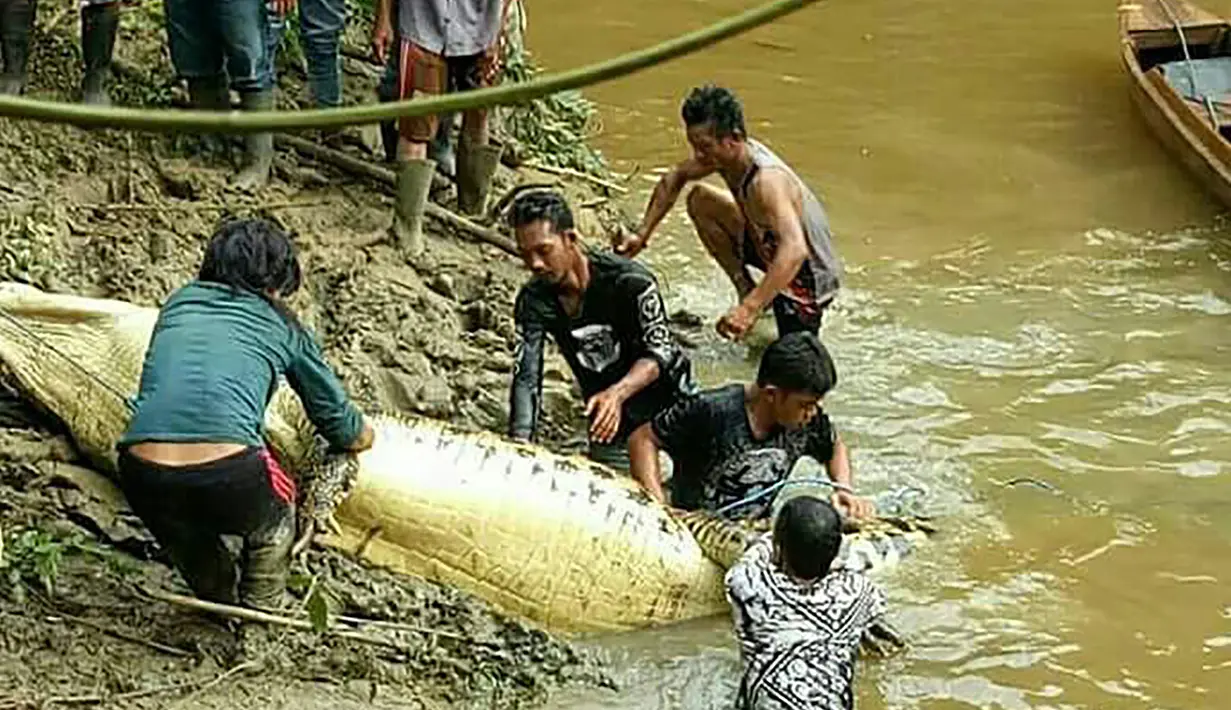 Petugas dibantu warga mengevakuasi buaya yang ditembak mati, karena diduga menerkam warga, dari sungai Kebuyahan di Desa Marukangan, Kalimantan Timur, Jumat (2/3). Anggota Polairud menembak mati untuk menghentikan aksi liar buaya itu. (AFP PHOTO/str)