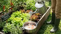 7 Cara Budidaya Sayur Organik di Halaman Sempit untuk Kebutuhan Harian