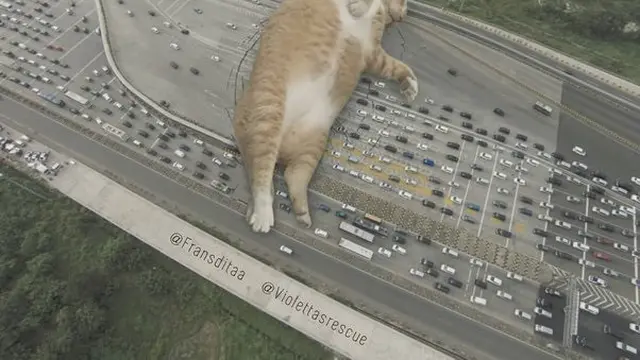 Meme Kucing Menguasai Dunia