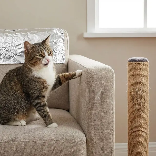 Tips Mengatasi Kucing Garuk Sofa Terus
