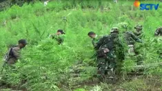 Kondisi batang ganja yang beragam membuat pasukan TNI harus mencabut dan membakarnya di lokasi.