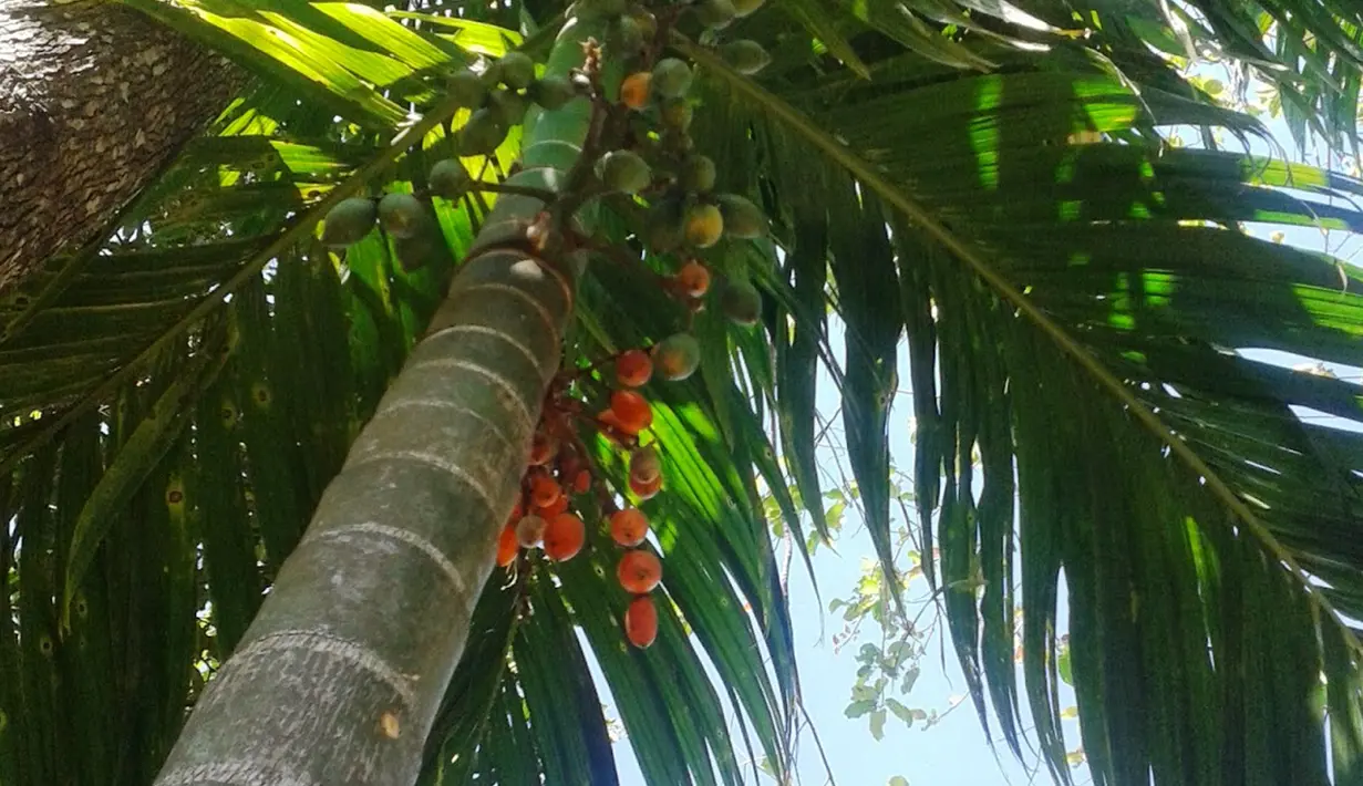 Pinang Merah, tanaman dengan nama ilmiah cyrtostachys lakka ini, juga dipercaya dapat menolak serangan black magic semacam santet yang ditujukan pada penghuni rumah. (Istimewa)