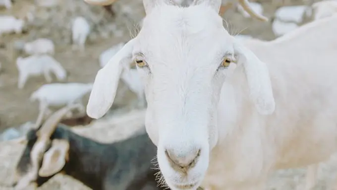 Copyright: unsplash/caleb-woods