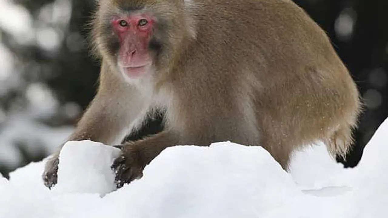 Monyet Jantan Ini Diakui Paling Tampan di Jepang