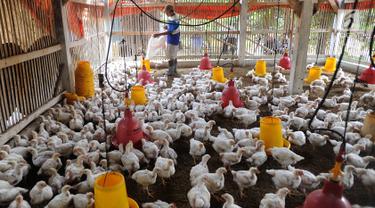 Tembus Rp 50 Ribu per Kg, Peternak Keluhkan Harga Bibit Ayam Fluktuatif