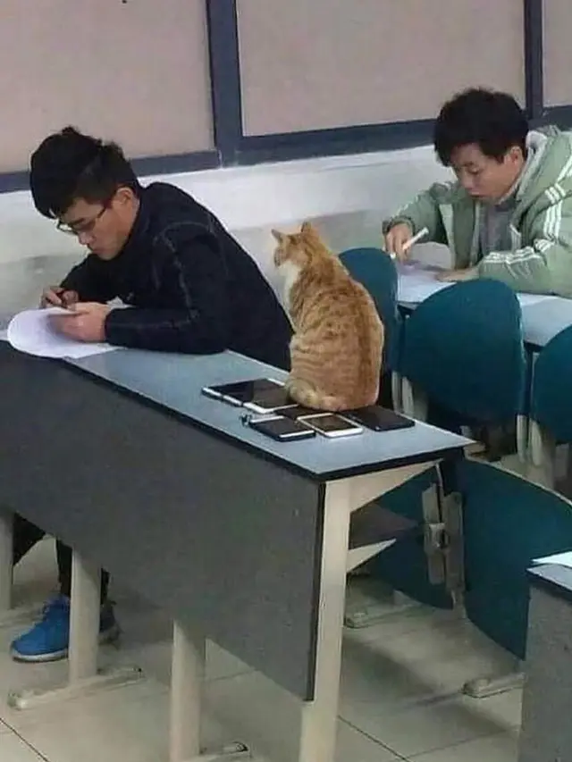 10 Kelakuan Kocak Kucing Bila Sedang di Dalam Kelas, Bikin Ketawa