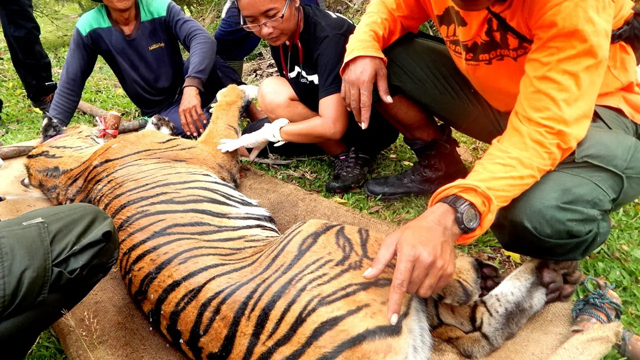 Harimau Sumatra Berkeliaran di Areal Tambang Batu Bara