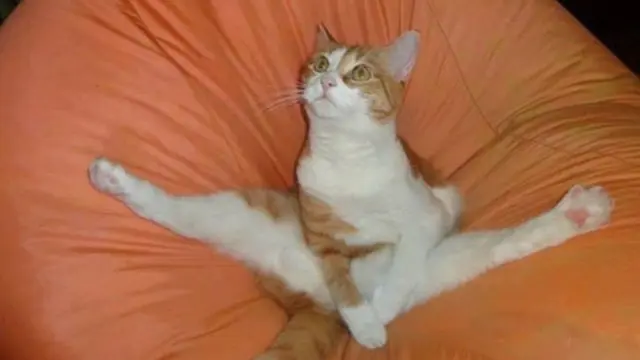 10 Tingkah Kucing Dengan Tubuh Lentur Bak Master Yoga