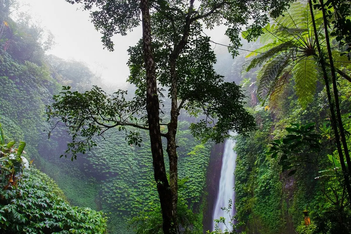 Hari Hutan Hujan Dunia, Pentingnya Ekosistem untuk Mencegah Wabah