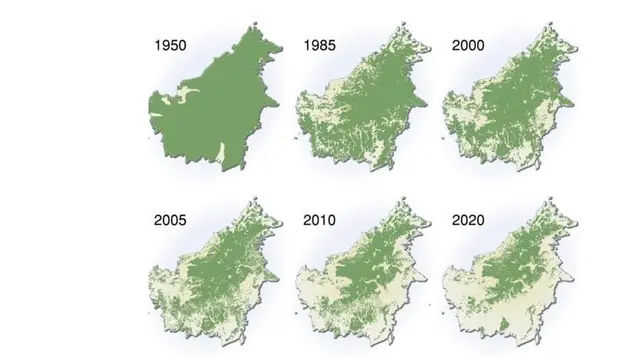 Hutan Kalimantan